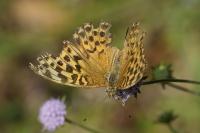 Argynnis paphia