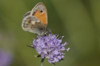 Coenonympha pamphilus