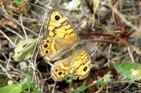 Lasiommata megera