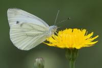 Pieris napi