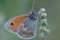 Coenonympha pamphilus