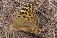 Argynnis pandora