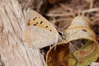 Lycaena phlaeas