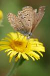 Polyommatus icarus