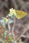 Colias crocea