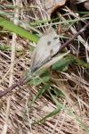 Pieris rapae