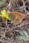Coenonympha pamphilus