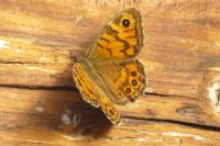 Lasiommata megera
