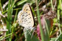 Lycaena tityrus