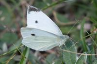 Pieris rapae