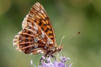 Boloria dia