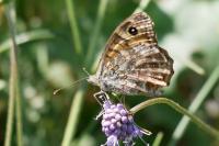 Lasiommata megera