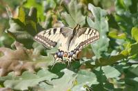 Papilio machaon
