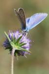 Polyommatus icarus