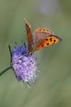 Lycaena phlaeas
