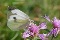 Pieris brassicae
