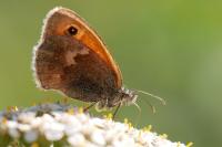 Coenonympha pamphilus