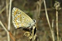 Aricia agestis