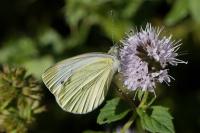 Pieris napi