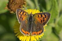 Lycaena phlaeas
