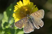 Lycaena tityrus