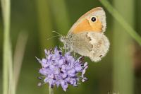 Coenonympha pamphilus