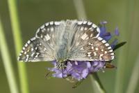 Pyrgus armoricanus