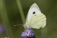Pieris brassicae