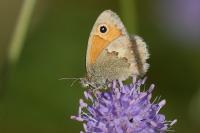 Coenonympha pamphilus