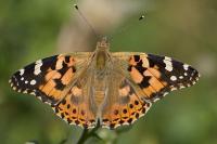Vanessa cardui