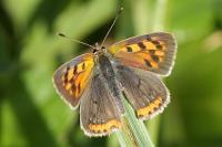 Lycaena phlaeas