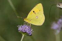 Colias crocea