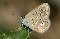 Polyommatus icarus