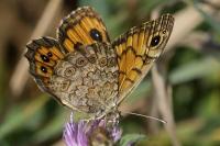 Lasiommata megera