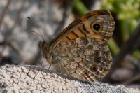 Lasiommata megera