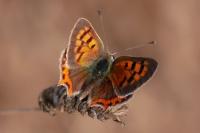 Lycaena phlaeas
