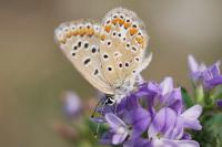 Polyommatus icarus