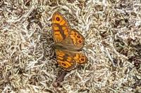 Lasiommata megera
