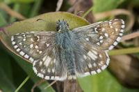 Pyrgus armoricanus