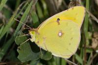 Colias crocea