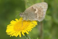 Coenonympha pamphilus