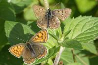 Lycaena tityrus