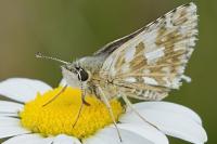 Pyrgus armoricanus