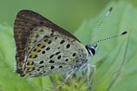 Lycaena tityrus