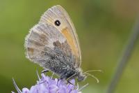 Coenonympha pamphilus