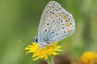 Polyommatus icarus