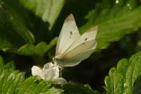 Pieris rapae