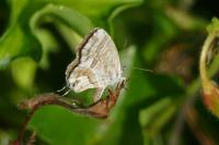 Cacyreus marshalli