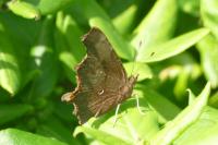 Polygonia c-album