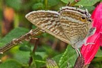 Lampides boeticus